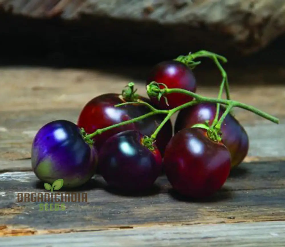 Indigo Blue Berries Tomato Seeds Heirloom Vegetable For Home Gardening Unique Colorful Variety