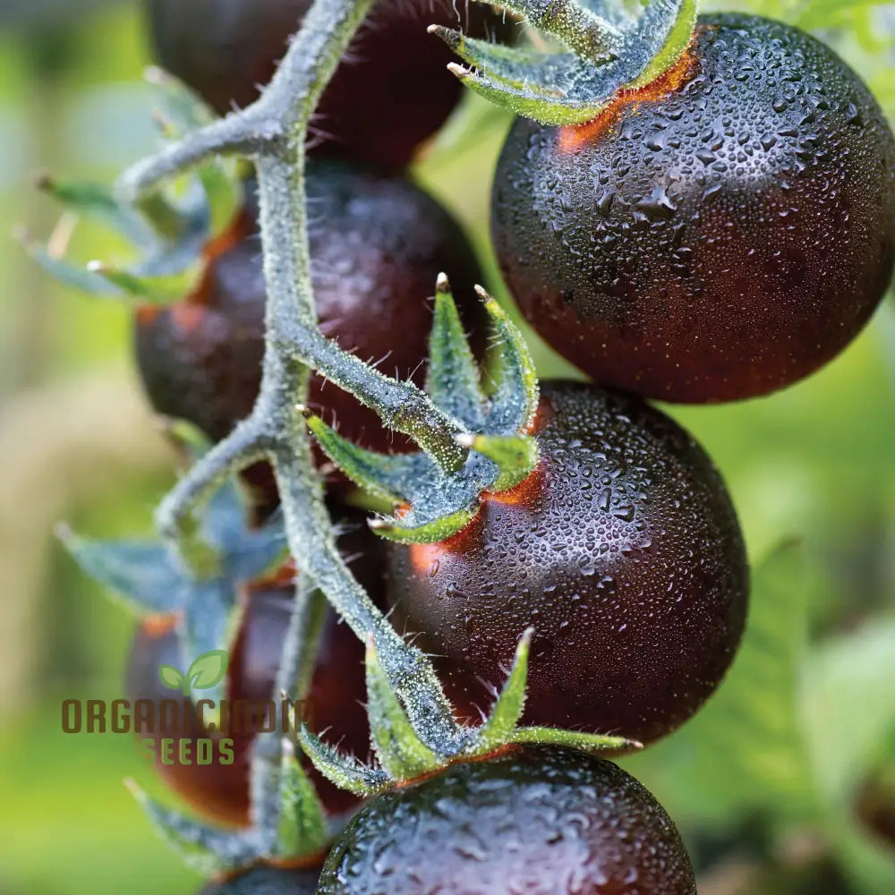 Indigo Blue Berries Tomato Seeds Heirloom Vegetable For Home Gardening Unique Colorful Variety