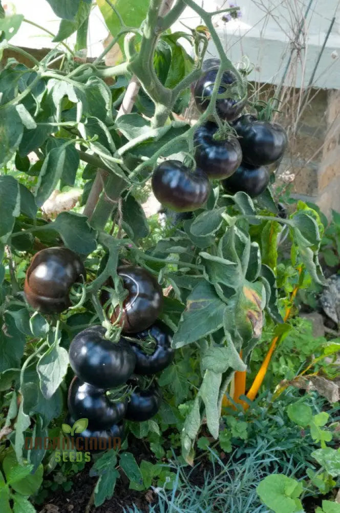 Indigo Blue Berries Tomato Seeds Heirloom Vegetable For Home Gardening Unique Colorful Variety