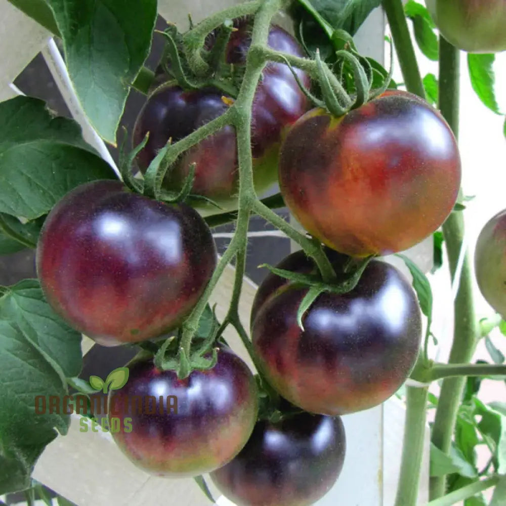 Indigo Blue Berries Tomato Seeds Heirloom Vegetable For Home Gardening Unique Colorful Variety