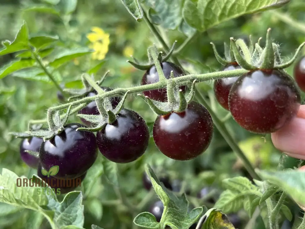 Indigo Blue Berries Tomato Seeds Heirloom Vegetable For Home Gardening Unique Colorful Variety