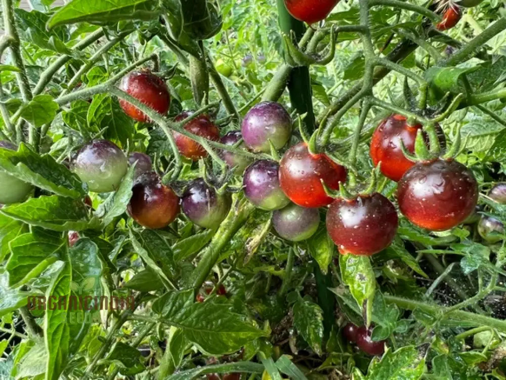 Indigo Blue Berries Tomato Seeds Heirloom Vegetable For Home Gardening Unique Colorful Variety