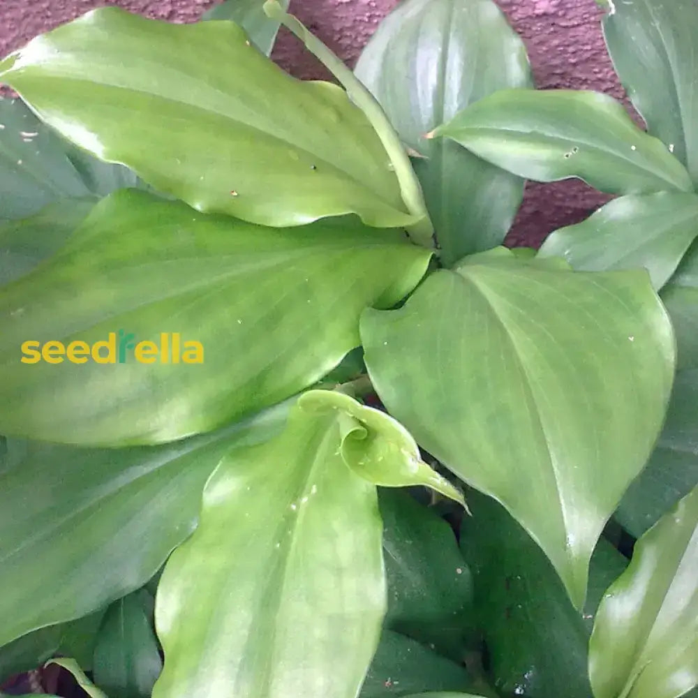 Insulin Plant Seeds For Easy Planting Seeds