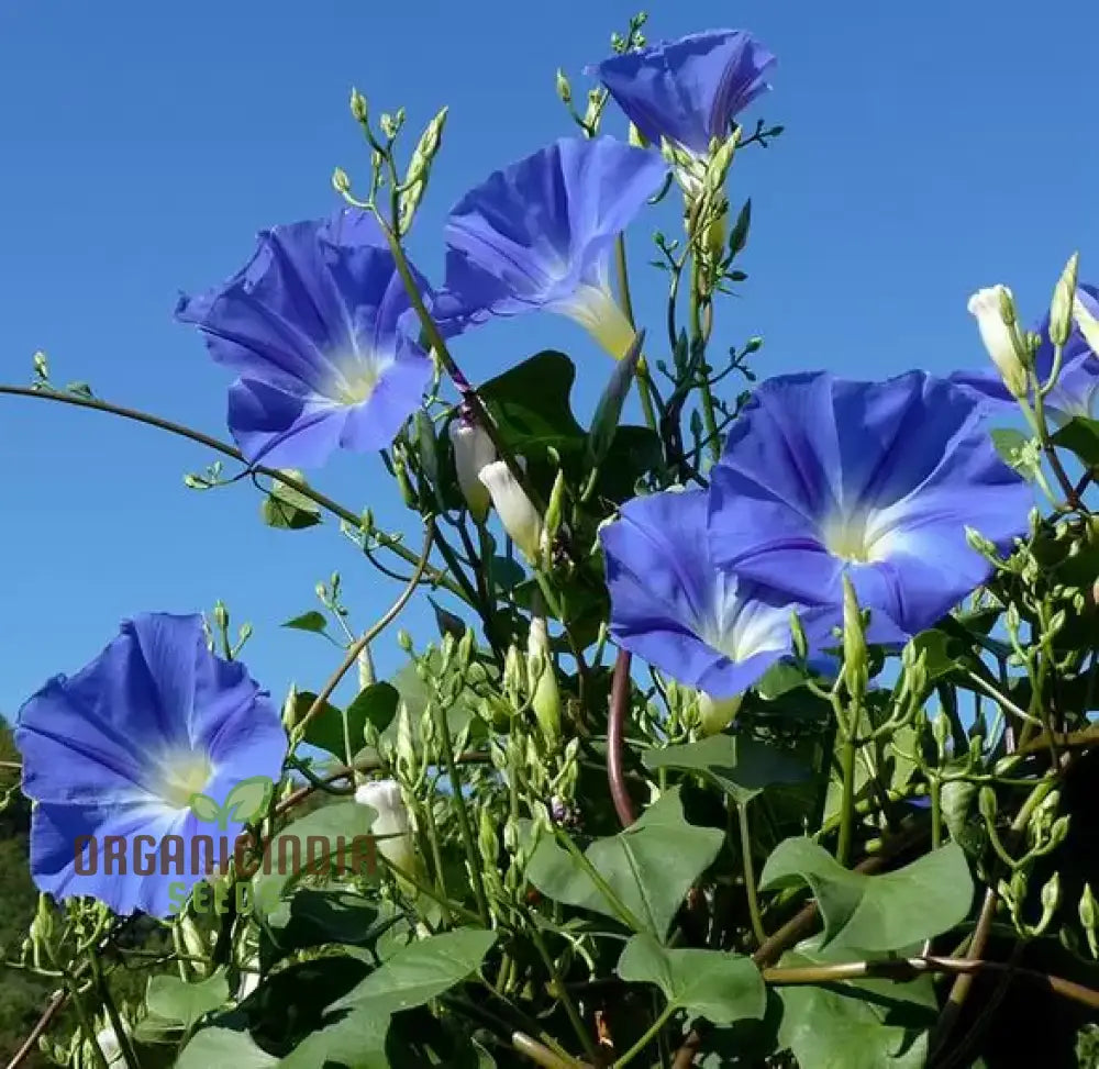 Ipomoea Heavenly Blue Flower Seeds A Complete Guide To Selection Seed Planting And Expert Gardening