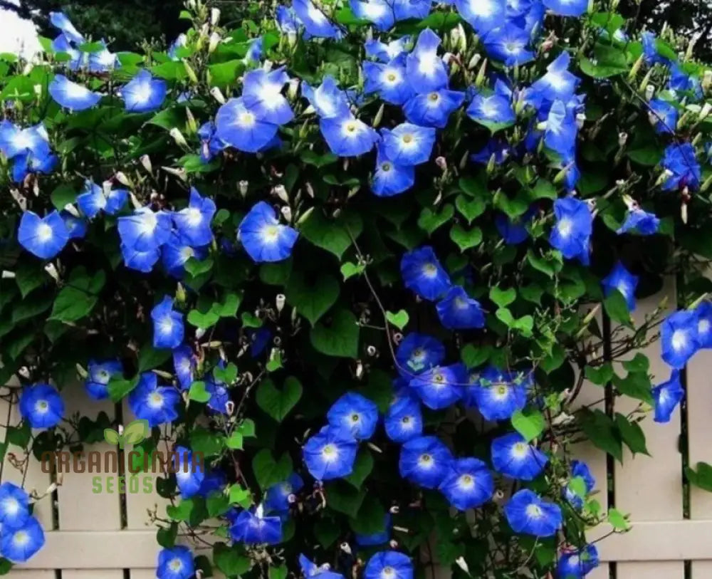 Ipomoea Heavenly Blue Flower Seeds A Complete Guide To Selection Seed Planting And Expert Gardening