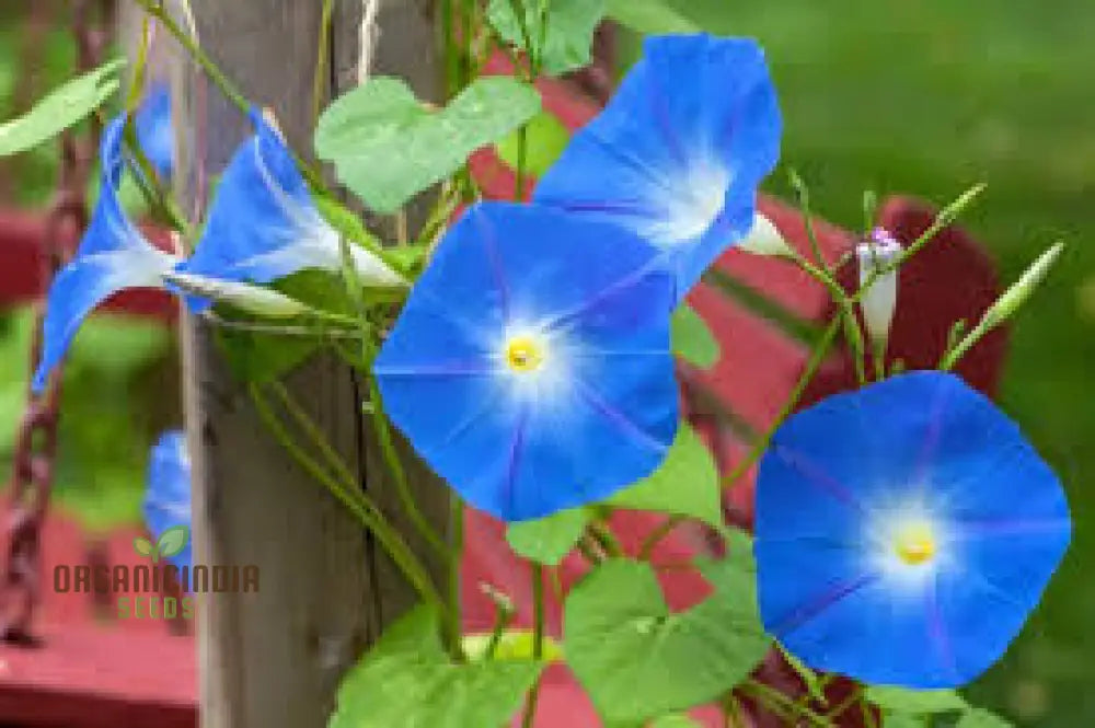 Ipomoea Heavenly Blue Flower Seeds A Complete Guide To Selection Seed Planting And Expert Gardening