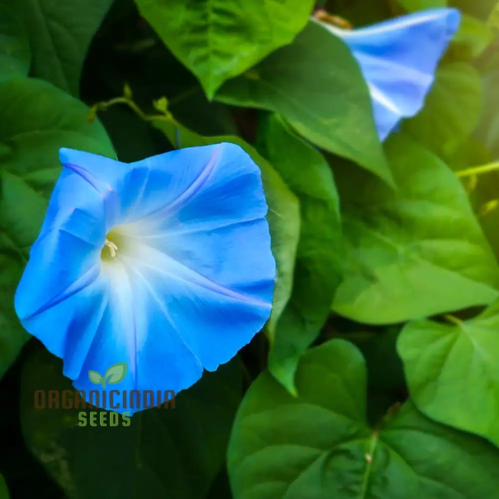 Ipomoea Heavenly Blue Flower Seeds A Complete Guide To Selection Seed Planting And Expert Gardening