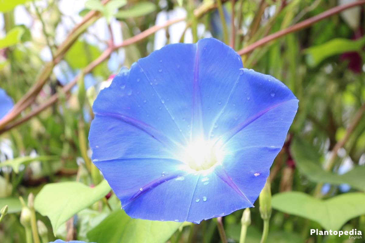 "Giant Moonflower Blue Flower Seeds, Planting, 100 pcs" - Flower seeds