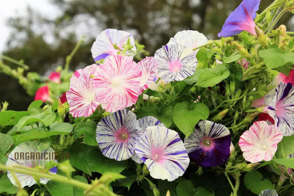 Ipomoea Purpurea â€™Carnevale Di Veneziaâ€™ Flower Seeds For Planting â€“ The Ultimate Choice For