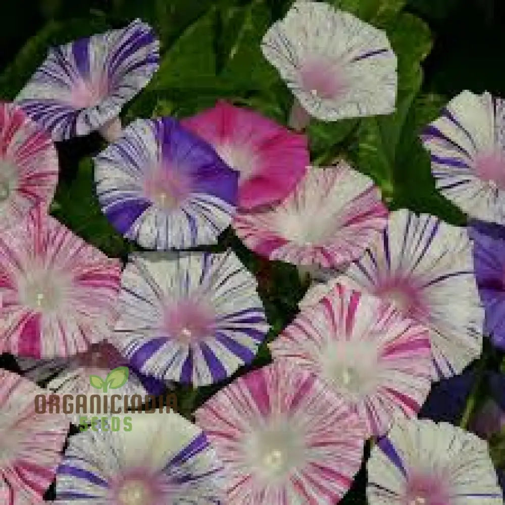 Ipomoea Purpurea â€™Carnevale Di Veneziaâ€™ Flower Seeds For Planting â€“ The Ultimate Choice For