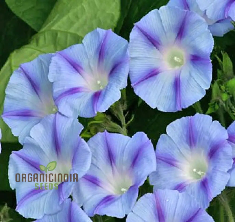 Ipomoea Purpurea Dacapo Light Blue Flower Seeds An Extensive Guide To Selection Seed Planting And