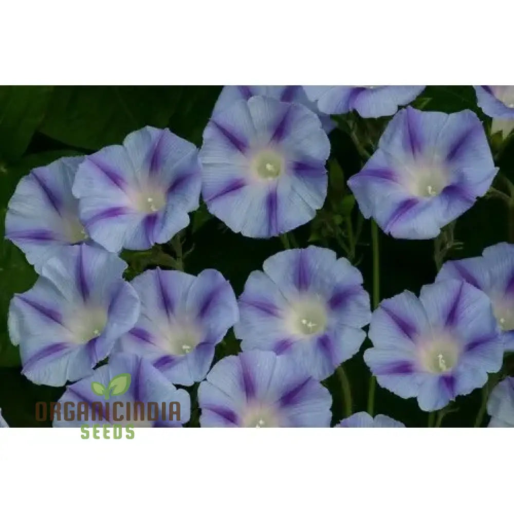 Ipomoea Purpurea Dacapo Light Blue Flower Seeds An Extensive Guide To Selection Seed Planting And