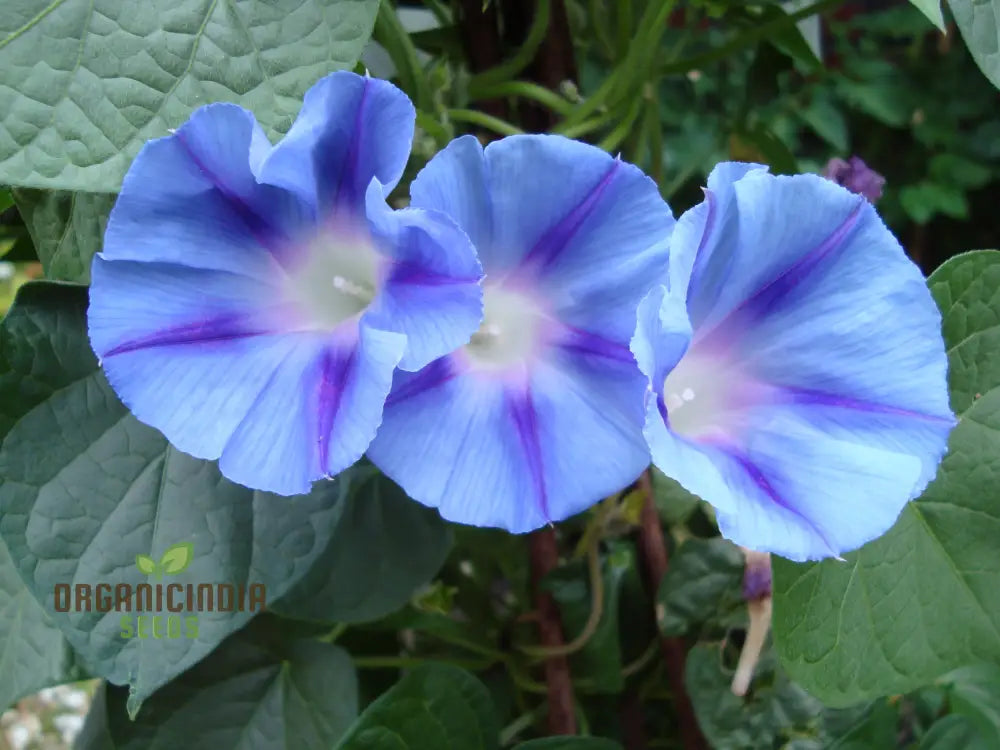 Ipomoea Purpurea Dacapo Light Blue Flower Seeds An Extensive Guide To Selection Seed Planting And