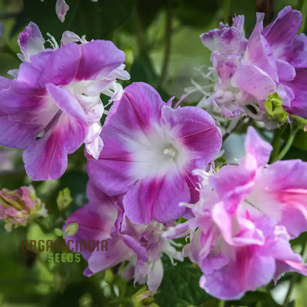 Ipomoea Tutu Flower Seeds For Planting: Vibrant Garden Delight For Your Outdoor Oasis - Shop Now!