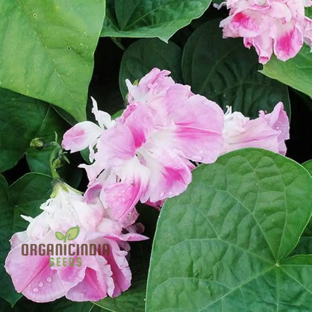 Ipomoea Tutu Flower Seeds For Planting: Vibrant Garden Delight For Your Outdoor Oasis - Shop Now!