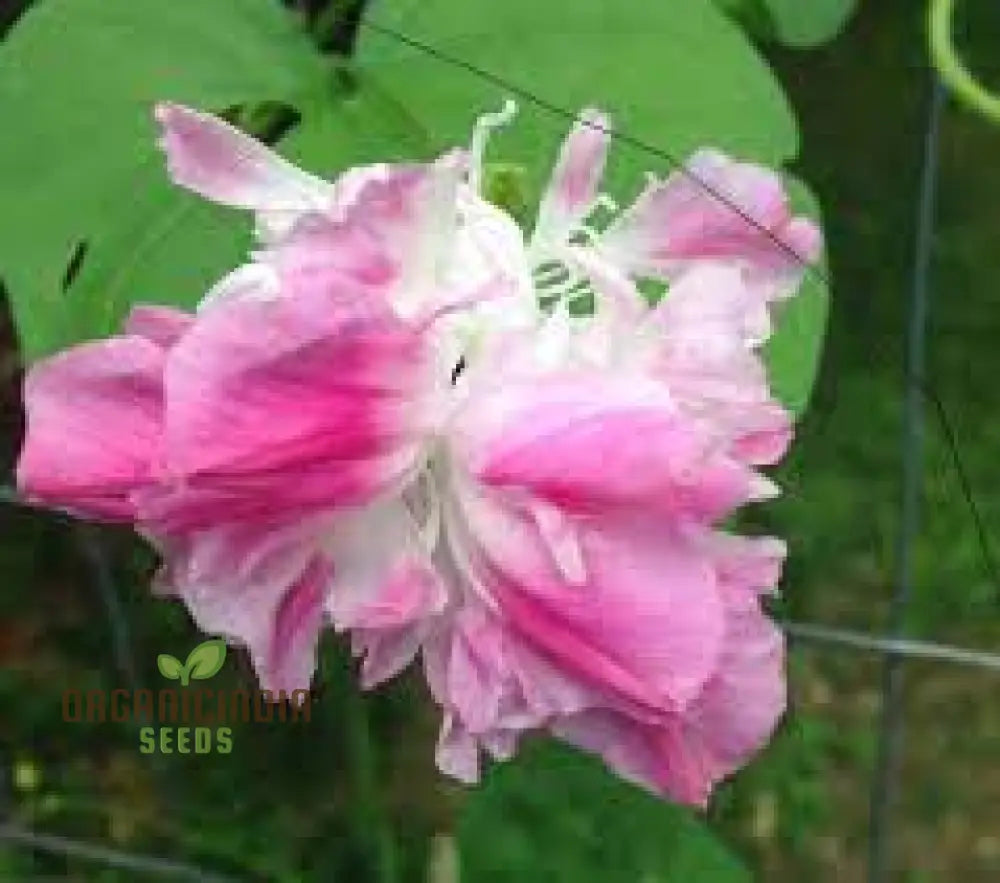 Ipomoea Tutu Flower Seeds For Planting: Vibrant Garden Delight For Your Outdoor Oasis - Shop Now!