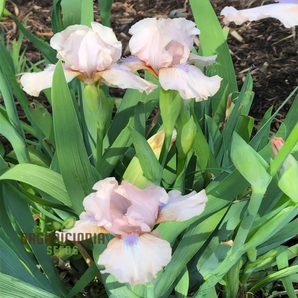 Iris Califlora ’Concertina’ Plant Bulbs Rhizomes Light Pink Blush Flowering Blooms Fall &