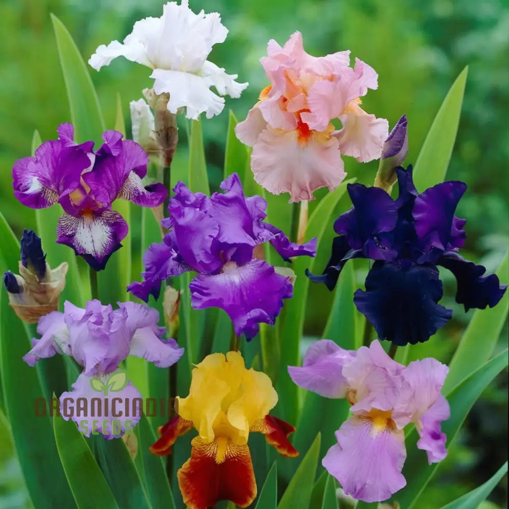 Iris Califlora ’Concertina’ Plant Bulbs Rhizomes Light Pink Blush Flowering Blooms Fall &