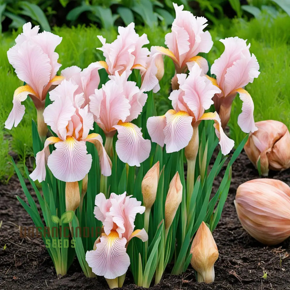 Iris Califlora ’Concertina’ Plant Bulbs Rhizomes Light Pink Blush Flowering Blooms Fall &