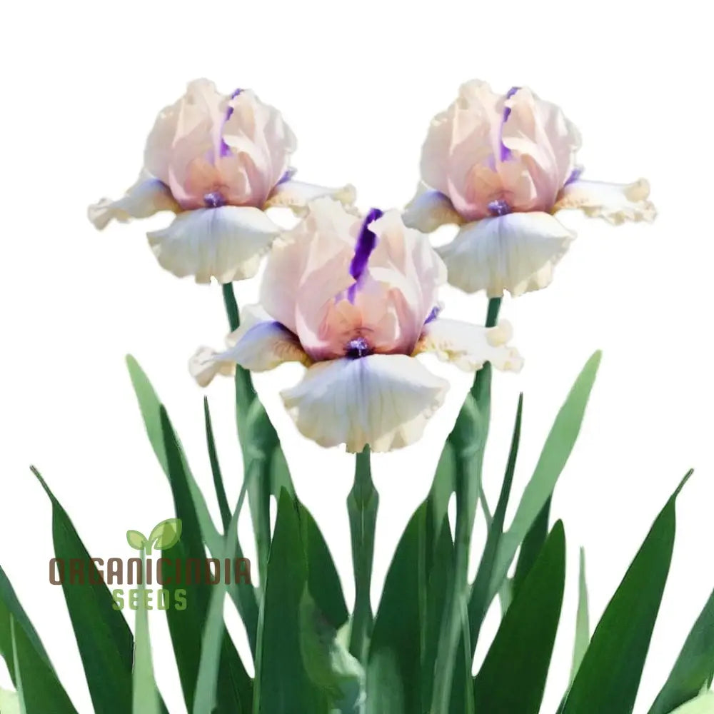 Iris Califlora ’Concertina’ Plant Bulbs Rhizomes Light Pink Blush Flowering Blooms Fall &