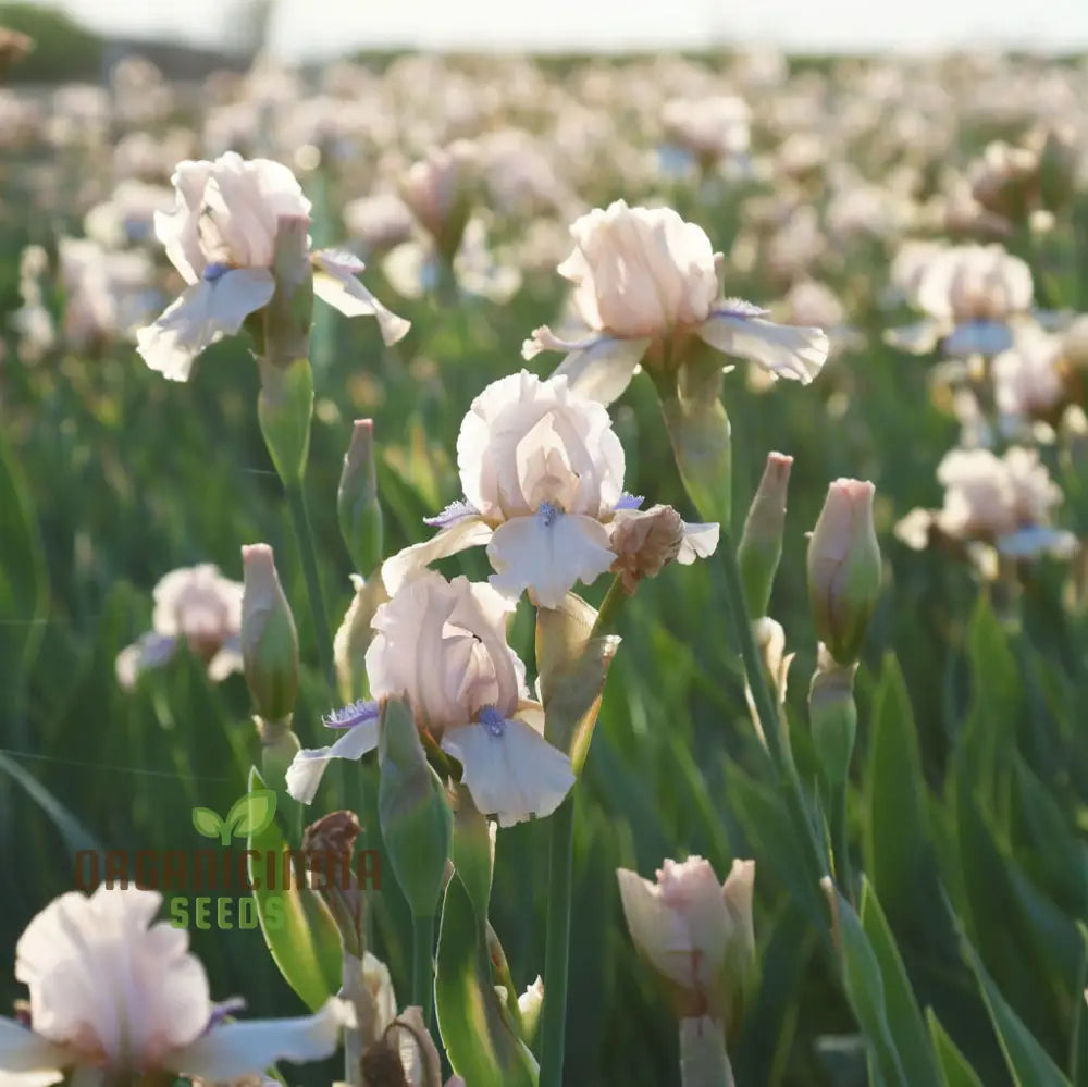 Iris Califlora ’Concertina’ Plant Bulbs Rhizomes Light Pink Blush Flowering Blooms Fall &