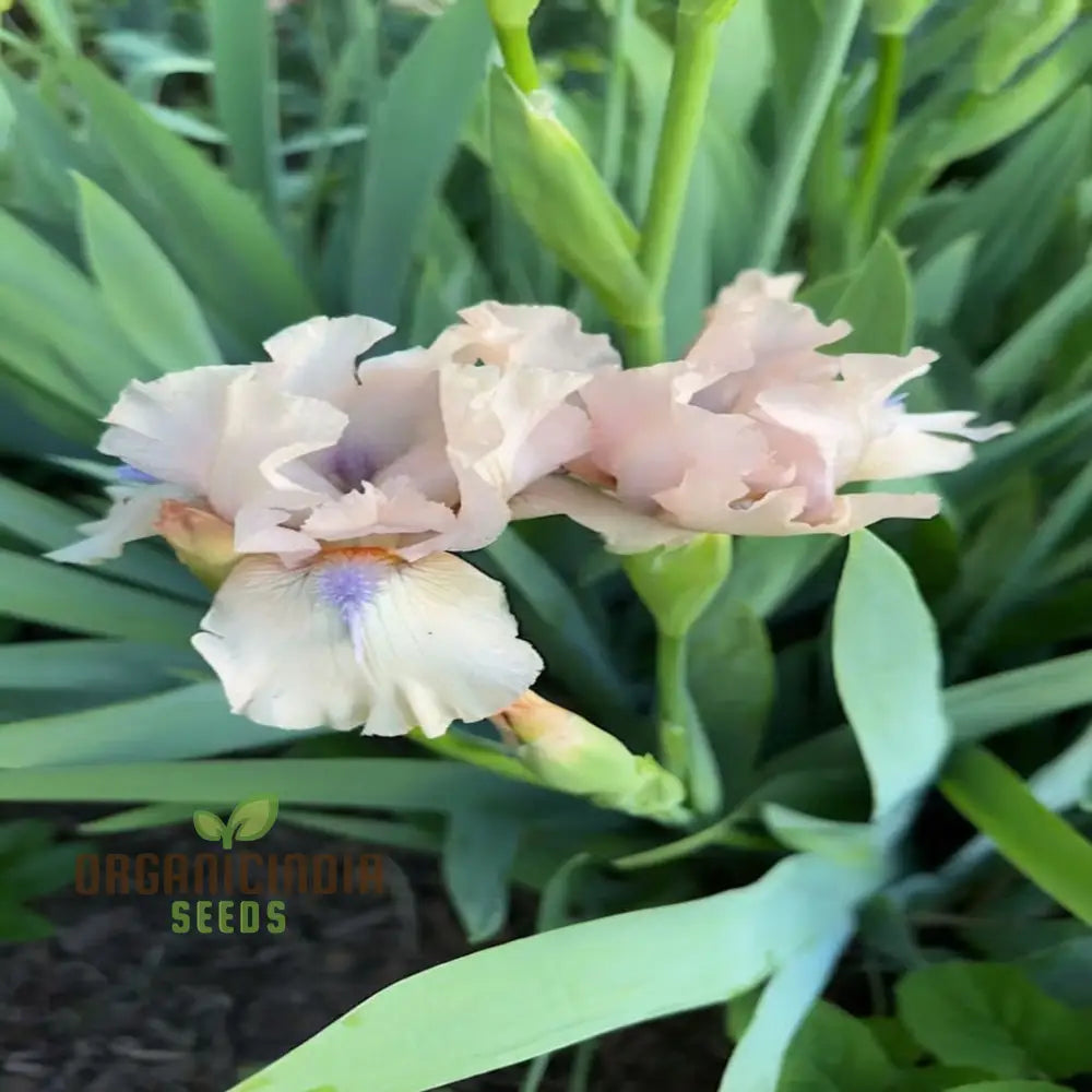 Iris Califlora ’Concertina’ Plant Bulbs Rhizomes Light Pink Blush Flowering Blooms Fall &