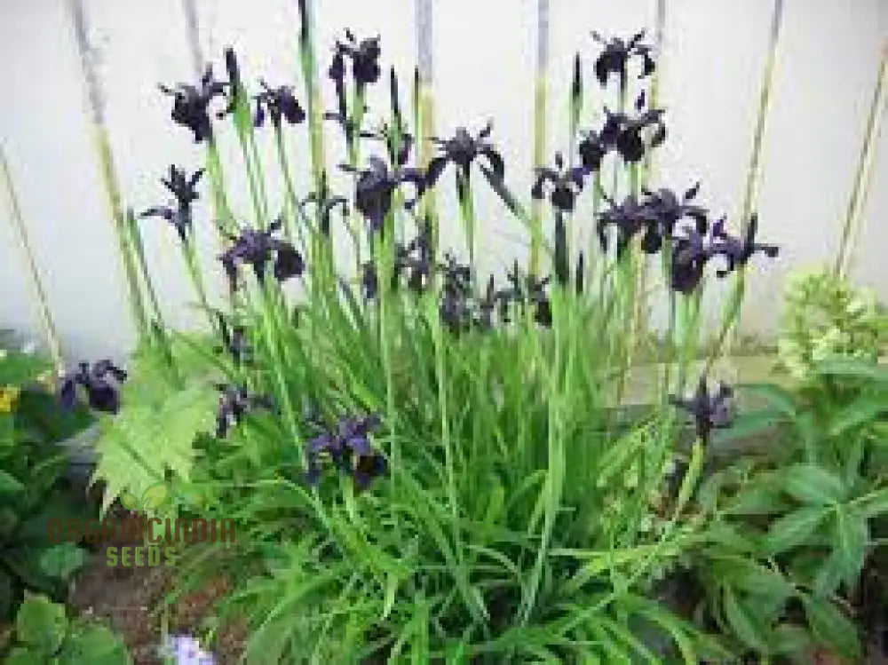 Iris Chrysographes Seeds: Exquisite Black For Your Garden - Hardy Perennial Stunning Floral Displays