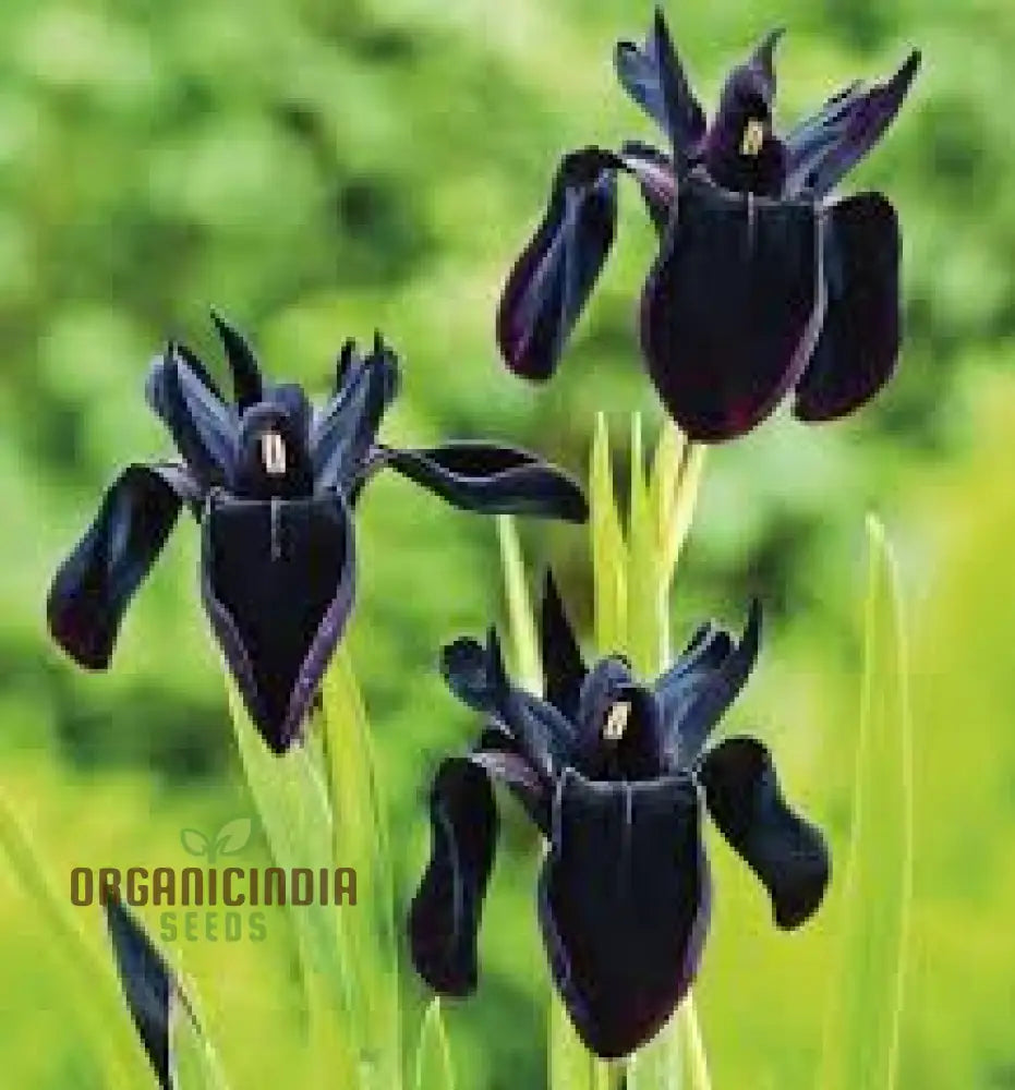 Iris Chrysographes Seeds: Exquisite Black For Your Garden - Hardy Perennial Stunning Floral Displays