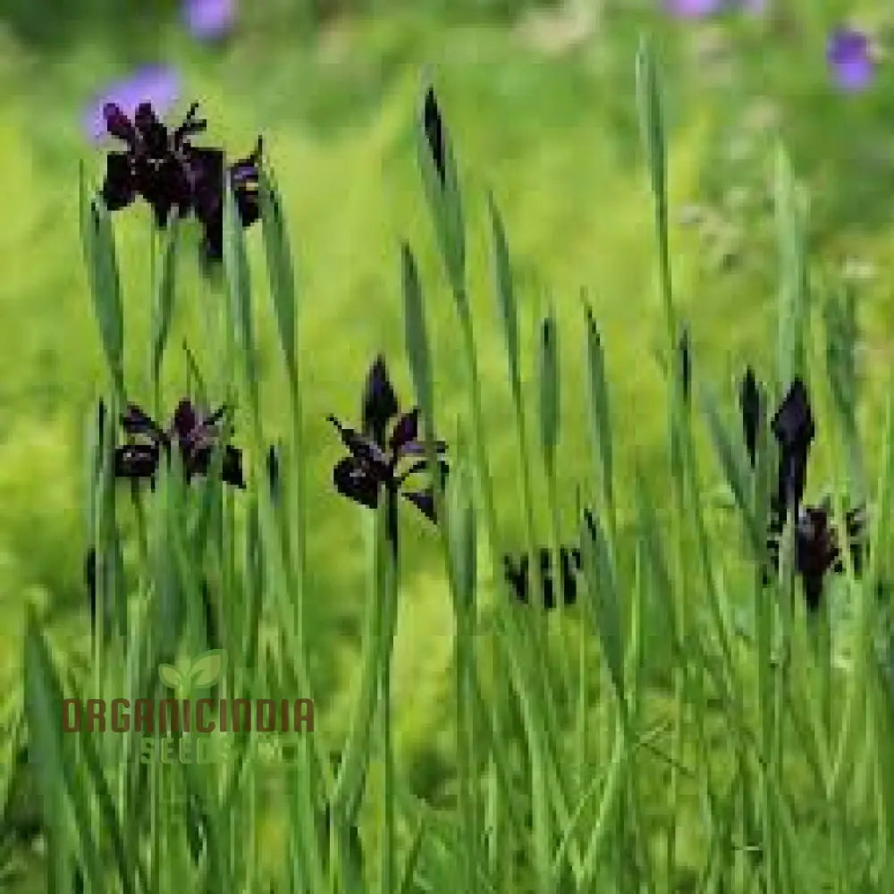 Iris Chrysographes Seeds: Exquisite Black For Your Garden - Hardy Perennial Stunning Floral Displays