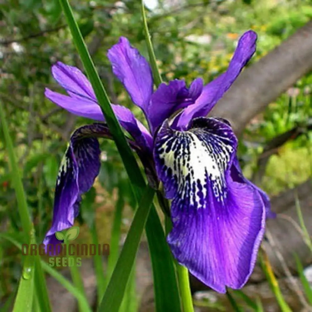 Iris Clarkei Seeds: Exquisite Perennial For Your Garden - Hardy Beautiful And Easy To Grow