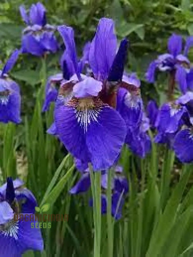 Iris Clarkei Seeds: Exquisite Perennial For Your Garden - Hardy Beautiful And Easy To Grow