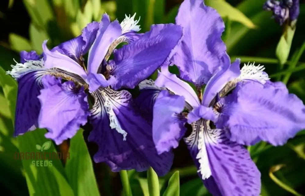 Iris Clarkei Seeds: Exquisite Perennial For Your Garden - Hardy Beautiful And Easy To Grow