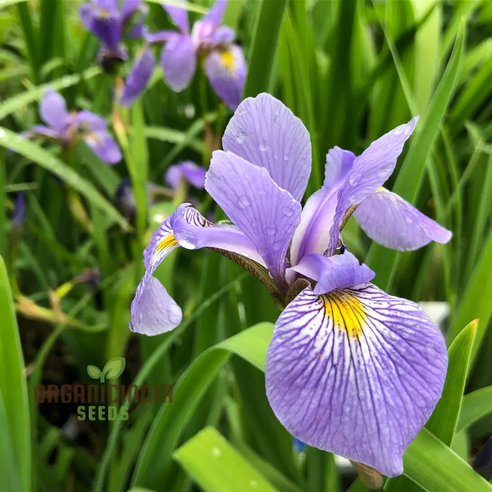 Iris Versicolor Seeds â€“ Elevate Your Gardening Experience With Elegant Vibrant Blooms!