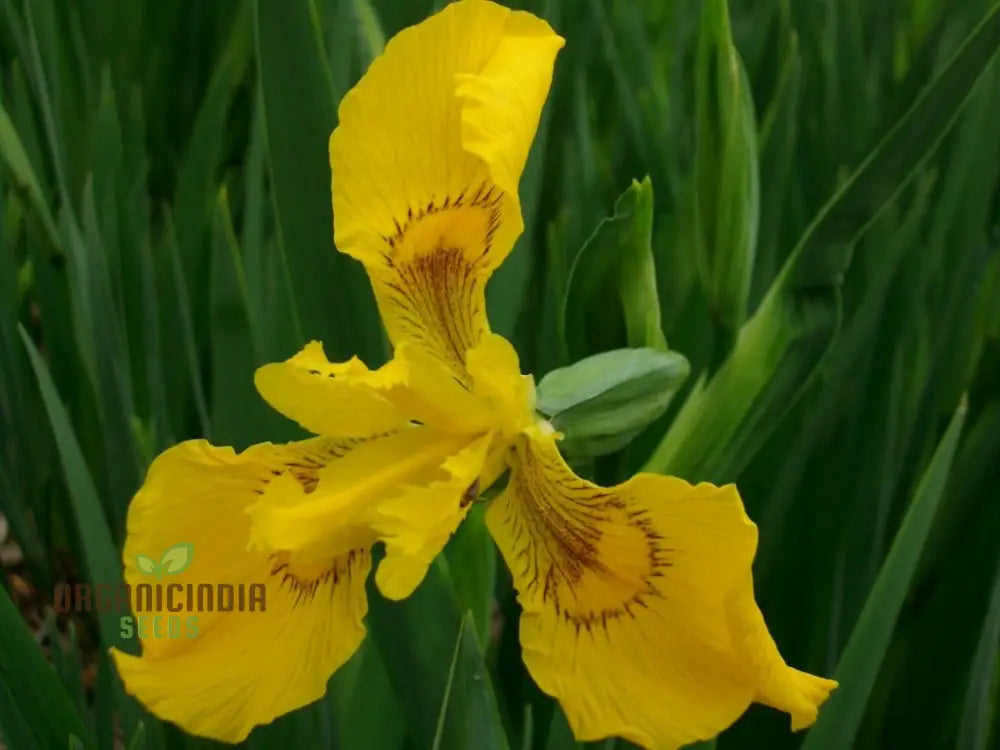 Iris Wilsonii Seeds – Elevate Your Gardening With Stunning Graceful Blooms!