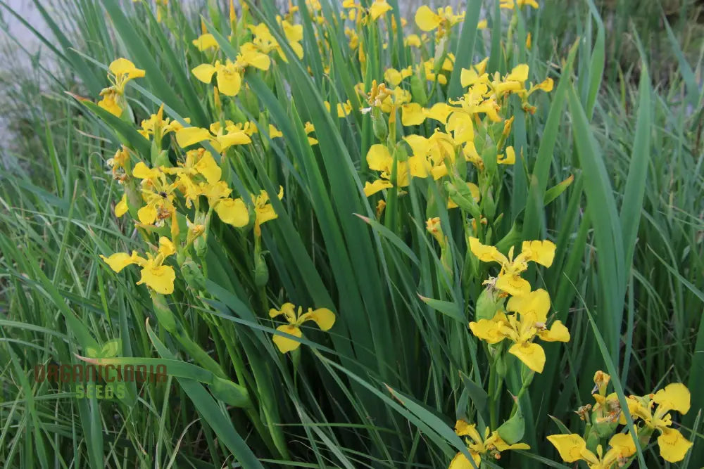 Iris Wilsonii Seeds – Elevate Your Gardening With Stunning Graceful Blooms!