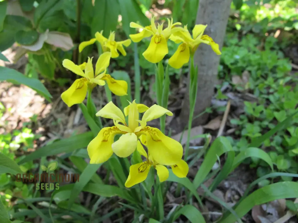 Iris Wilsonii Seeds – Elevate Your Gardening With Stunning Graceful Blooms!