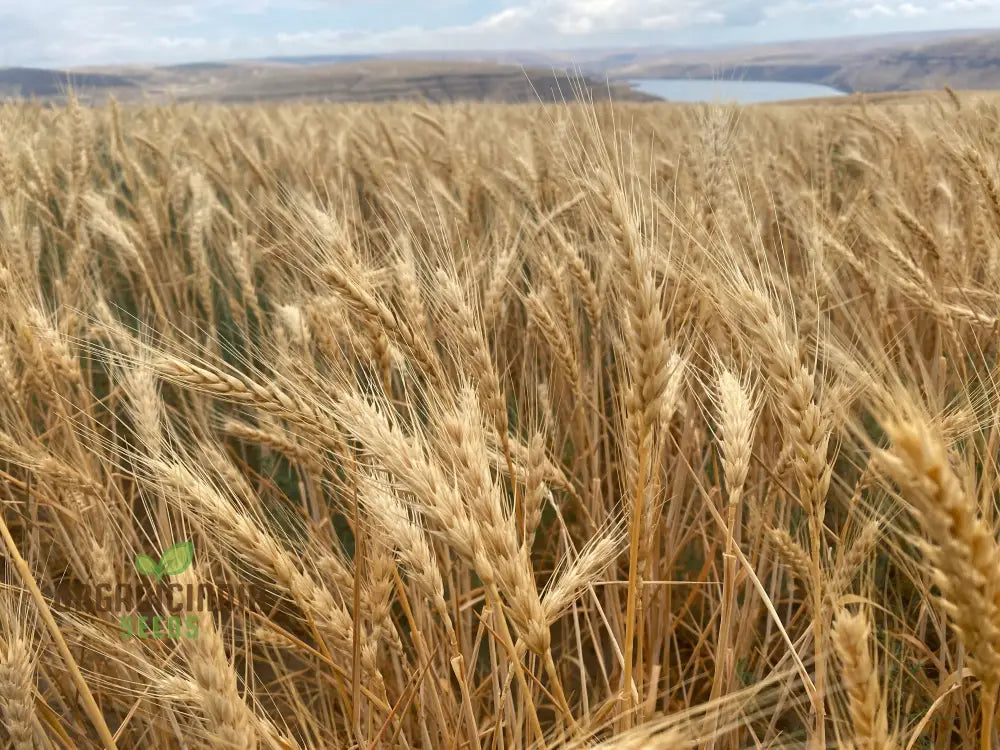 Israel Wheat Grass Seeds High Yield For Optimal Planting And Gardening Success