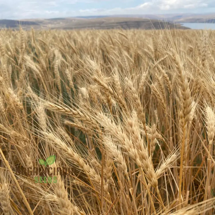 Israel Wheat Grass Seeds High Yield For Optimal Planting And Gardening Success