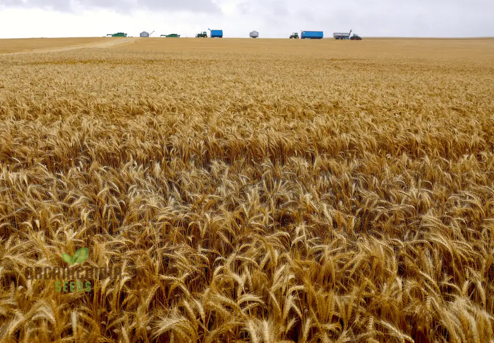 Israel Wheat Grass Seeds High Yield For Optimal Planting And Gardening Success