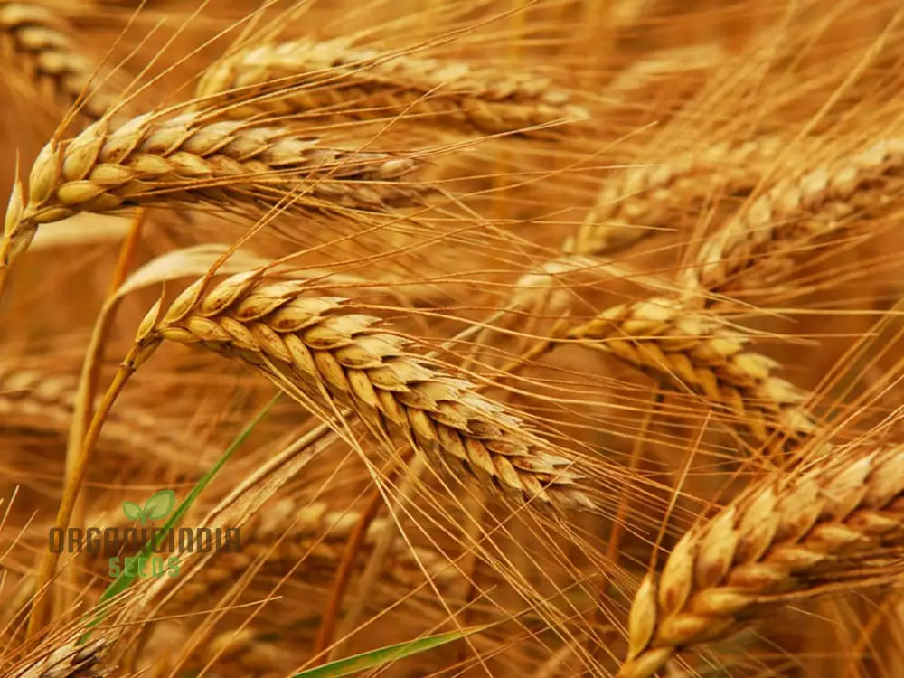 Israel Wheat Grass Seeds High Yield For Optimal Planting And Gardening Success