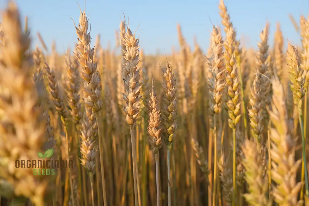 Israel Wheat Grass Seeds High Yield For Optimal Planting And Gardening Success