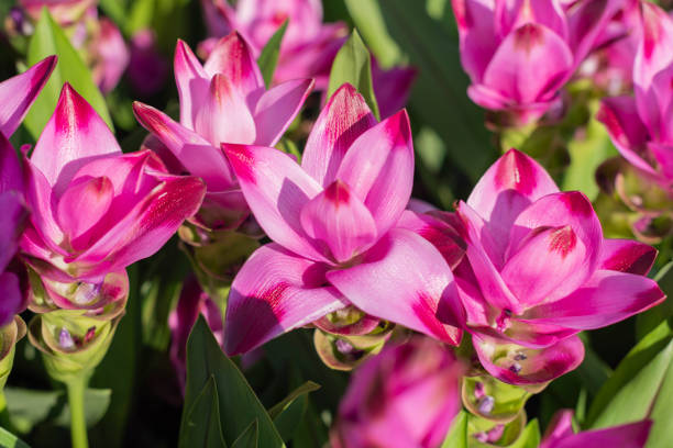 Curcuma Thailand Pink Seeds for Planting - 100 pcs - Flower seeds