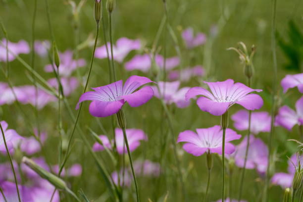 Corncockle Seeds for Planting, Gardening Enthusiasts | Cultivated for Average Conditions