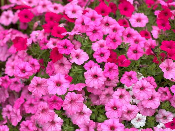 Soft Pink Petunia Seeds – Delicate Pastel Blooms for Gardens & Hanging Baskets