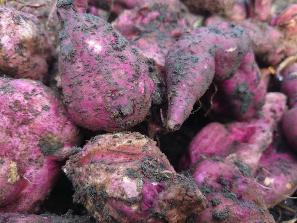 Premium Dioscorea Alata Seeds For Planting - Grow Exquisite Purple Yam in Your Garden