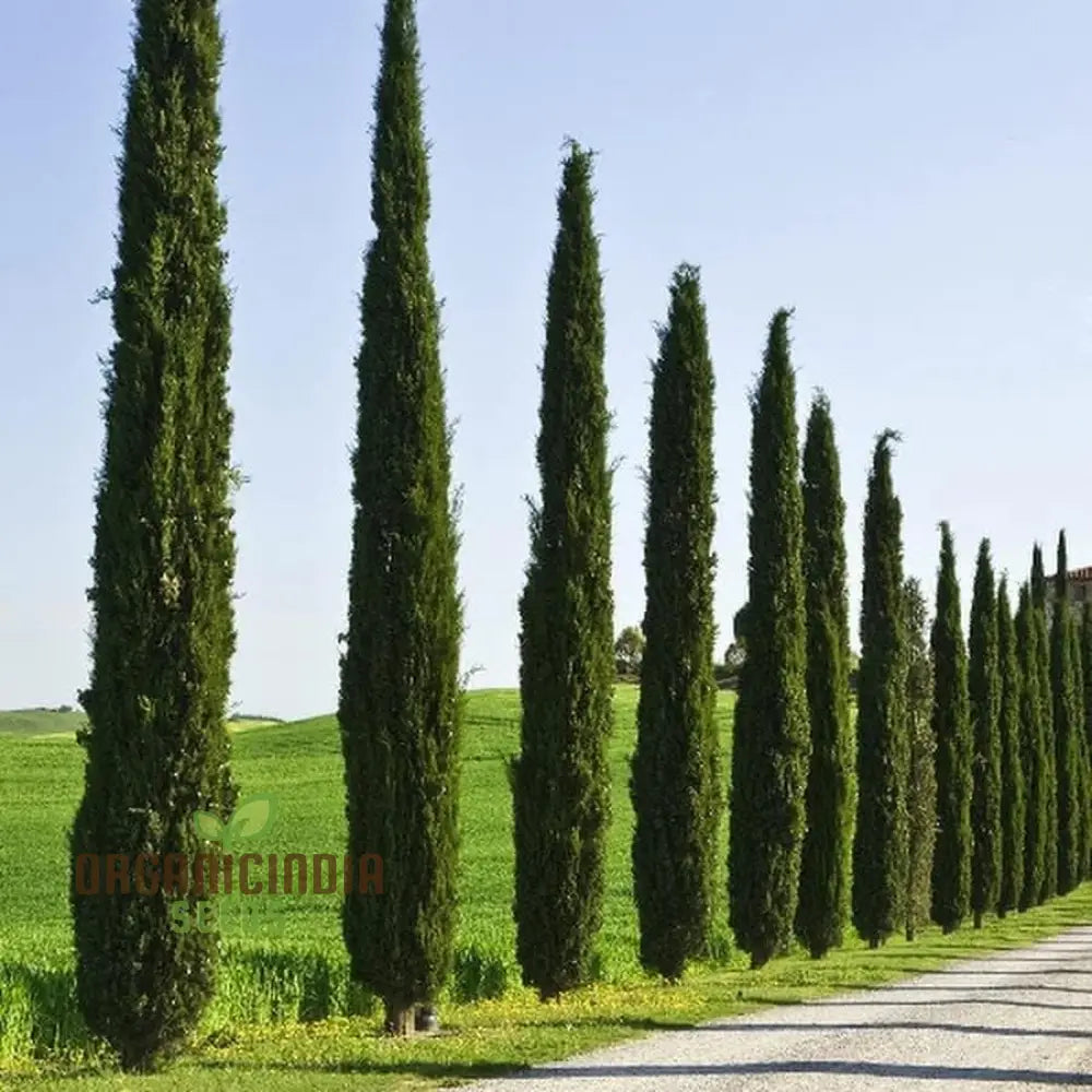 Italian Cypress Narrow Columnar Tree Seeds Cupressus Sempervirens Stricta (100Pcs)