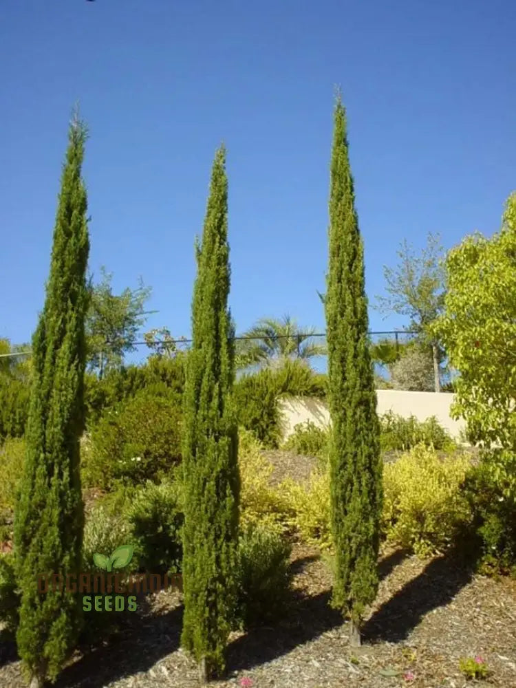 Italian Cypress Narrow Columnar Tree Seeds Cupressus Sempervirens Stricta (100Pcs)