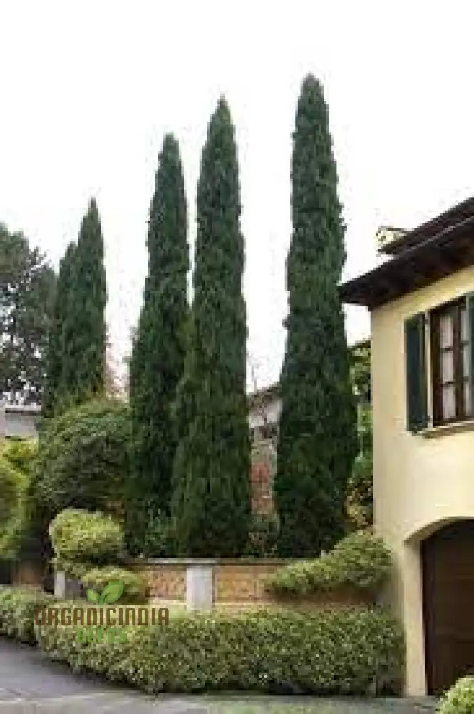 Italian Cypress Narrow Columnar Tree Seeds Cupressus Sempervirens Stricta (100Pcs)