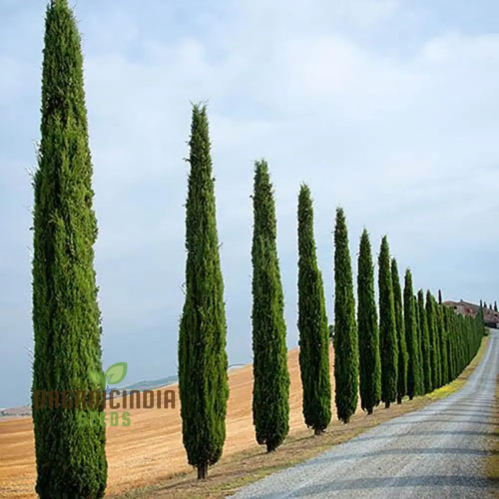 Italian Cypress Narrow Columnar Tree Seeds Cupressus Sempervirens Stricta (100Pcs)