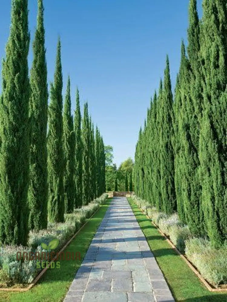 Italian Cypress Narrow Columnar Tree Seeds Cupressus Sempervirens Stricta (100Pcs)